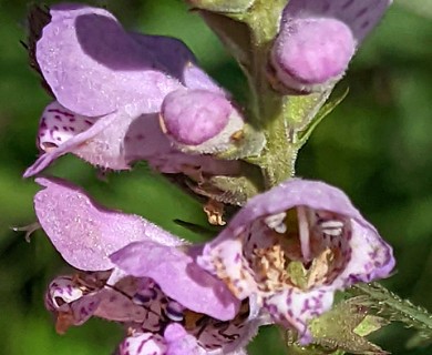 Physostegia intermedia