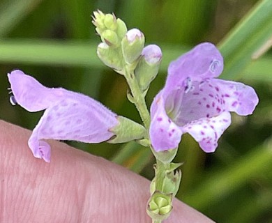 Physostegia pulchella