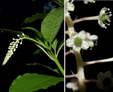 Phytolacca americana