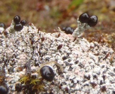 Pilophorus nigricaulis