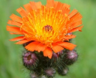 Pilosella aurantiaca