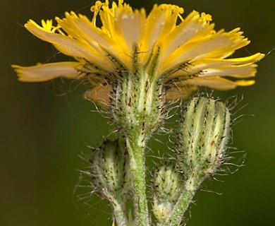 Pilosella piloselloides