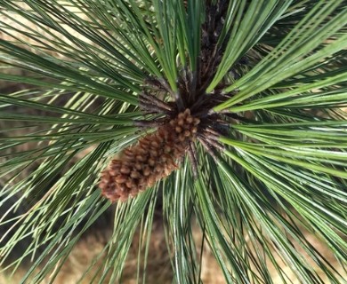 Pinus durangensis