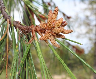 Pinus lumholtzii