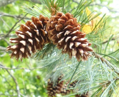 Pinus monticola