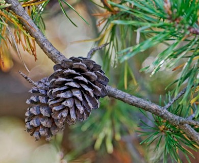 Pinus taeda