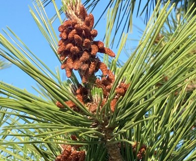 Pinus thunbergii