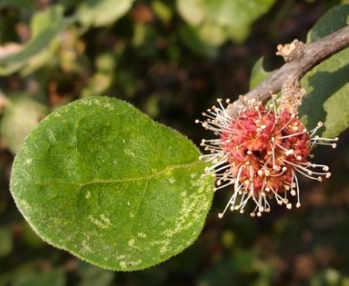 Pisonia capitata