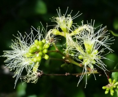 Pithecellobium unguis-cati