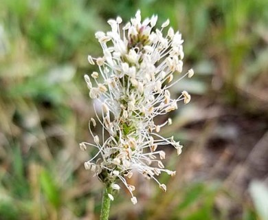 Plantago eriopoda