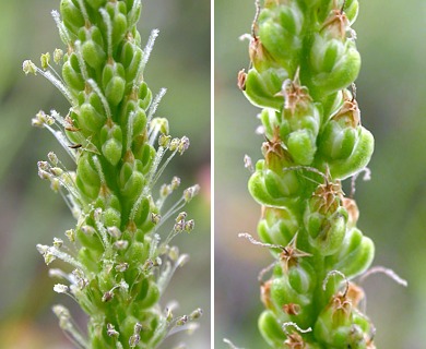 Plantago major