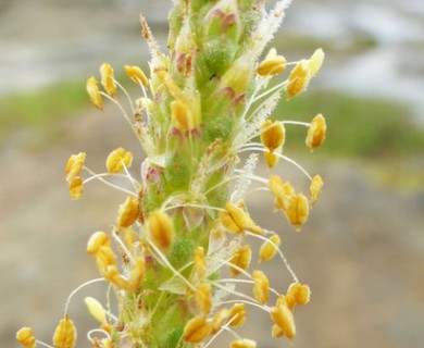 Plantago maritima