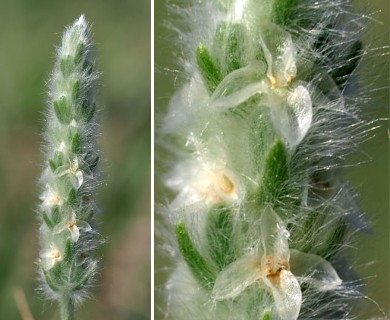 Plantago patagonica