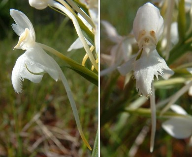 Platanthera blephariglottis