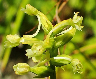 Platanthera clavellata