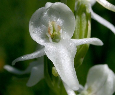 Platanthera dilatata