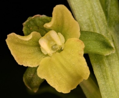 Platanthera flava