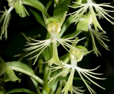 Platanthera lacera