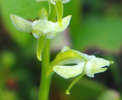 Platanthera obtusata