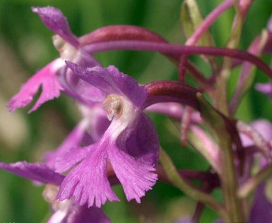 Platanthera psycodes