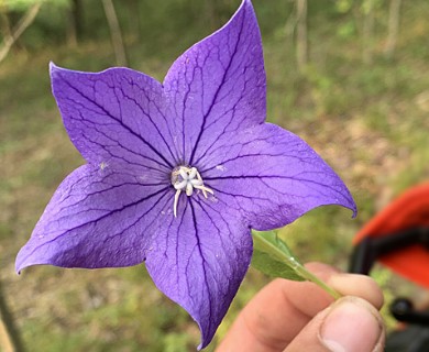 Platycodon grandiflorus