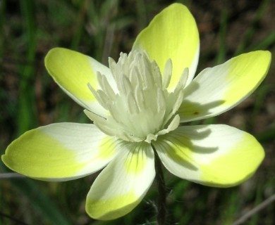 Platystemon californicus