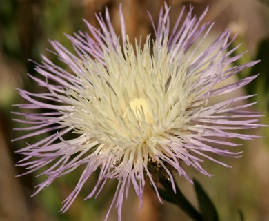 Plectocephalus americanus