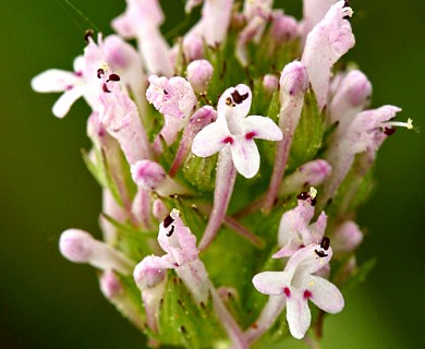 Plectritis ciliosa