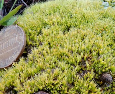 Pleuridium acuminatum
