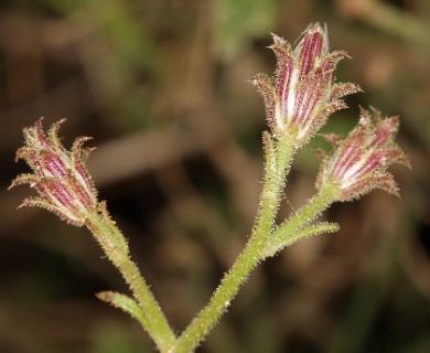 Pleurocoronis pluriseta