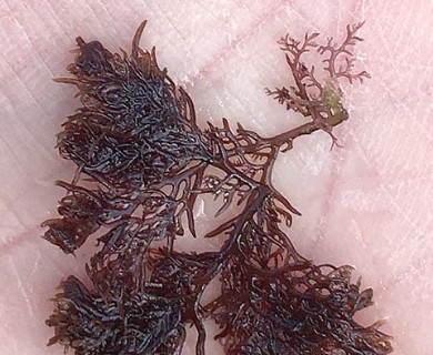 Plocamium violaceum