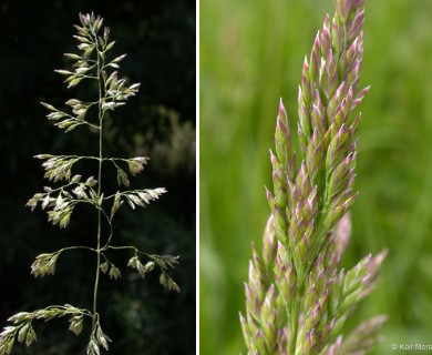 Poa pratensis