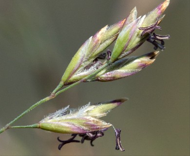 Poa secunda