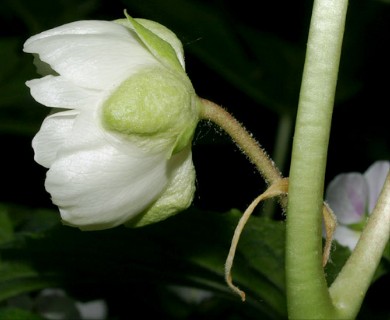 Podophyllum peltatum