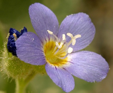 Polemonium californicum