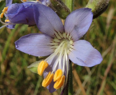 Polemonium occidentale