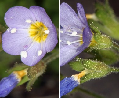 Polemonium pulcherrimum