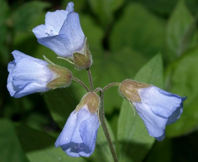 Polemonium reptans