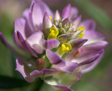 Polygala sanguinea