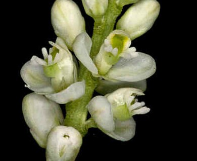 Polygala senega