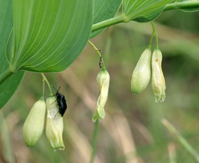 Polygonatum biflorum