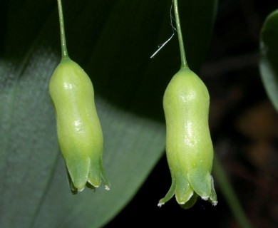 Polygonatum pubescens