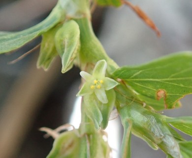 Polygonum achoreum