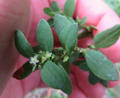 Polygonum erectum