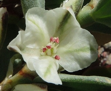 Polygonum shastense