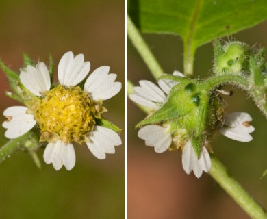 Polymnia canadensis