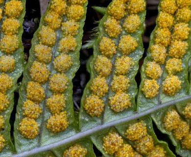 Polypodium glycyrrhiza