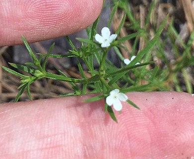 Polypremum procumbens