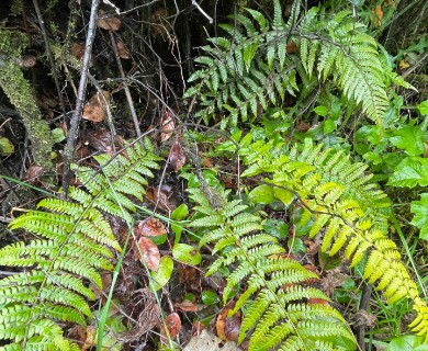 Polystichum setigerum