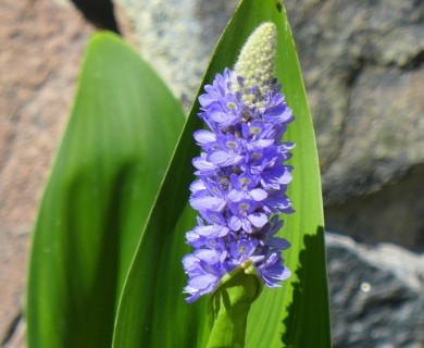 Pontederia cordata